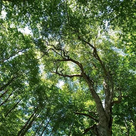 La Quercia Sul Lao 3*