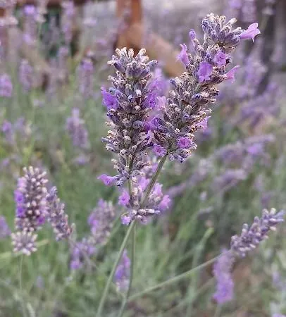La Quercia Sul Lao 3* Cannecelle