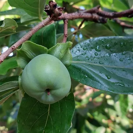 La Quercia Sul Lao Отель типа 