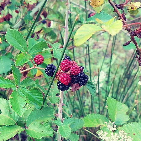 La Quercia Sul Lao 3*