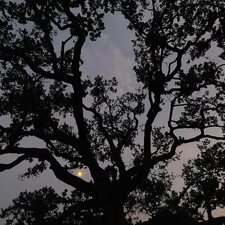 La Quercia Sul Lao Frühstückspension Cannecelle