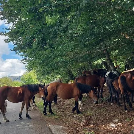 Frühstückspension La Quercia Sul Lao