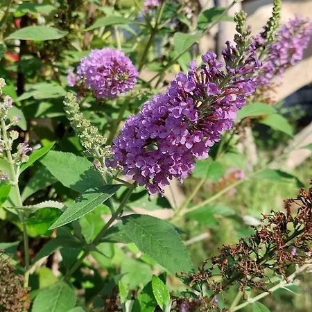 住宿加早餐酒店 La Quercia Sul Lao 3*