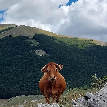 La Quercia Sul Lao *