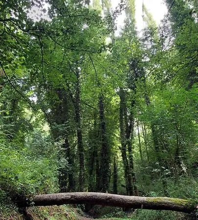 住宿加早餐酒店 La Quercia Sul Lao