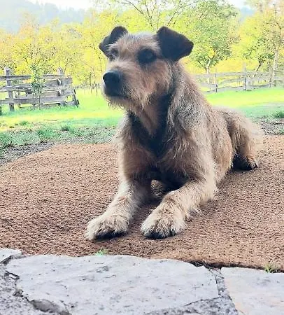 Frühstückspension La Quercia Sul Lao 3*