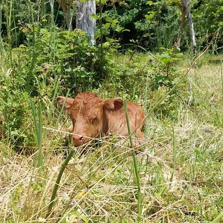 La Quercia Sul Lao Frühstückspension Cannecelle