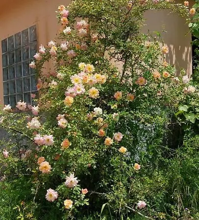 住宿加早餐酒店 La Quercia Sul Lao Cannecelle